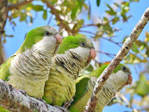 Brooklyn parrots