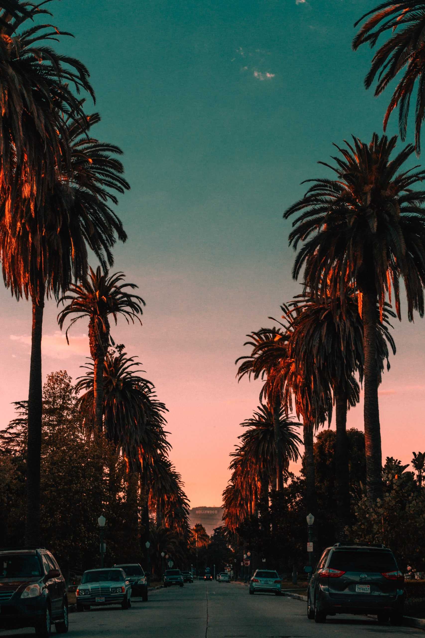 hollywood palm trees sunset
