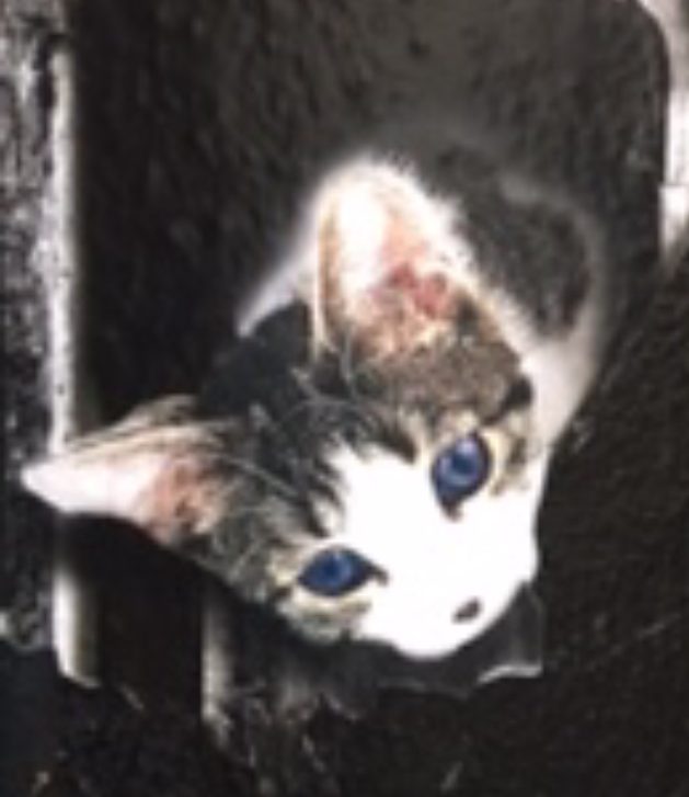 Painting of a kitten looking down through a wall