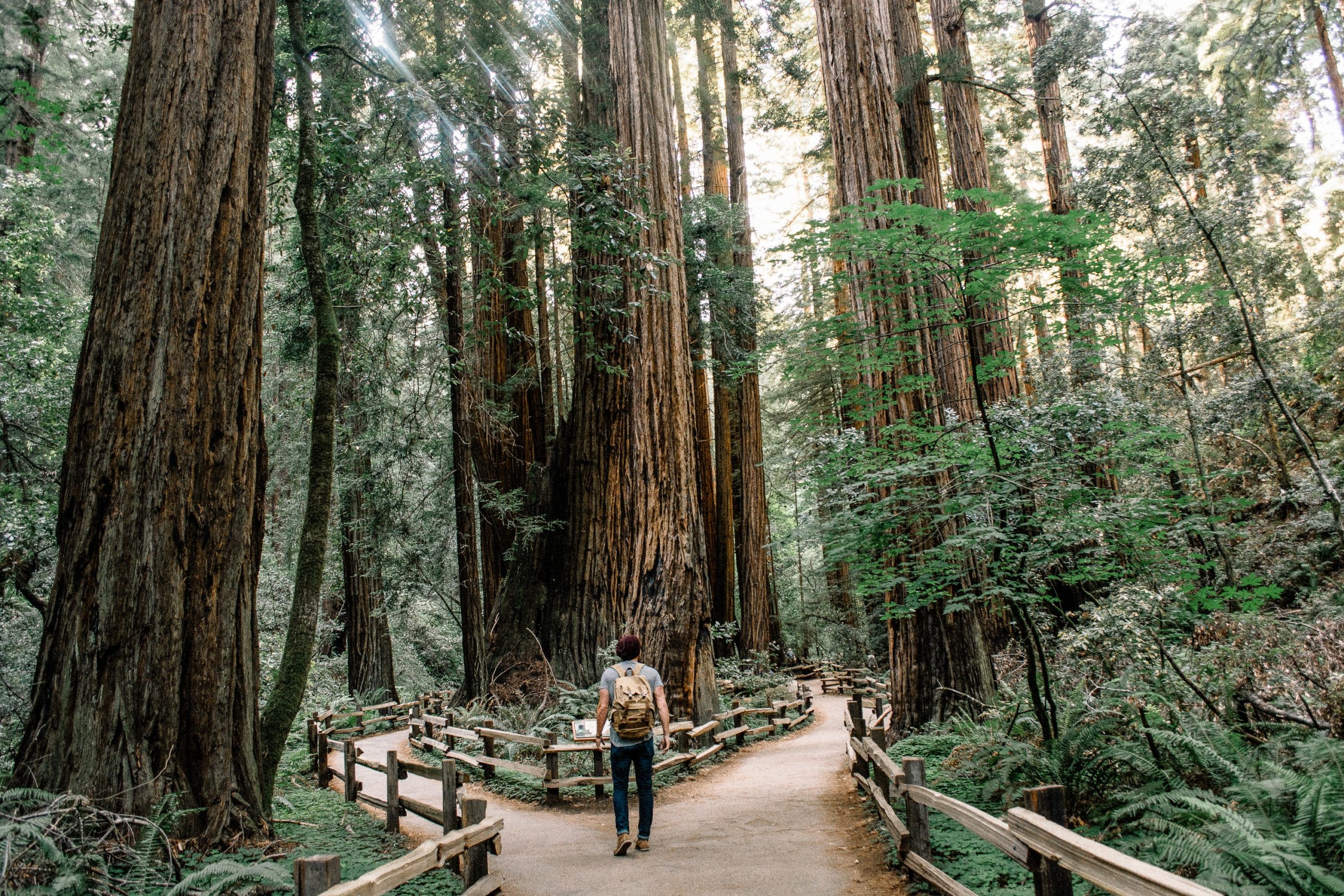 how-to-visit-muir-woods-world-s-tallest-trees-north-of-sf-blog