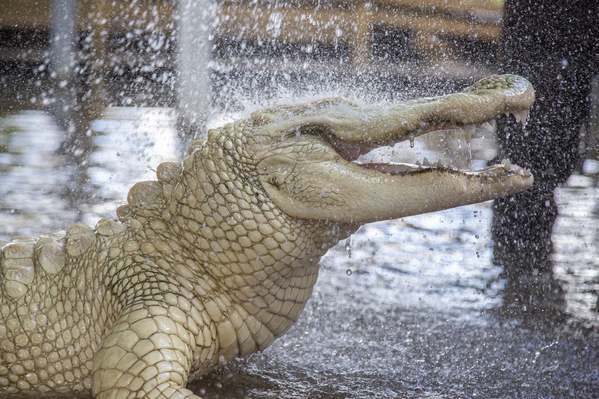 Unexpected Orlando Amusement Parks You Need To Visit: Gatorland And 