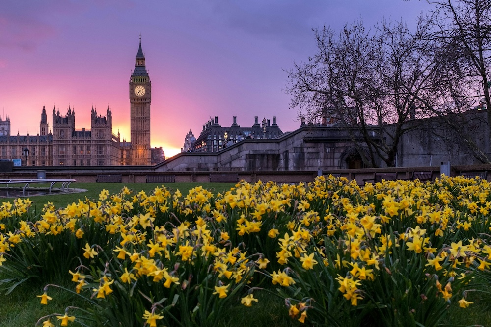 Big Ben with yellow flowers in the foreground