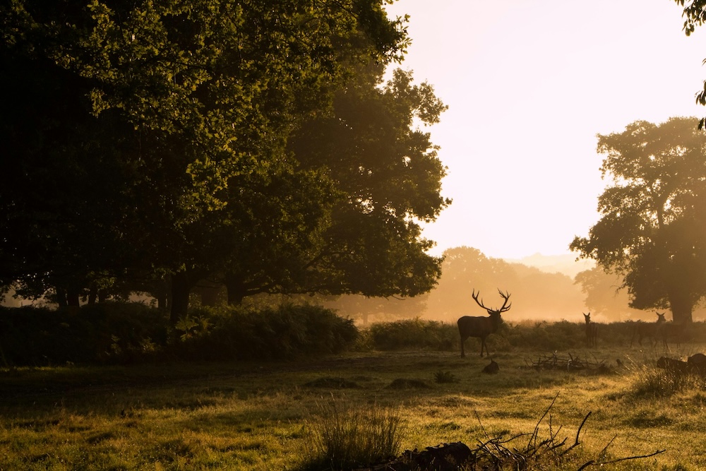 Deer in London park at sunrise