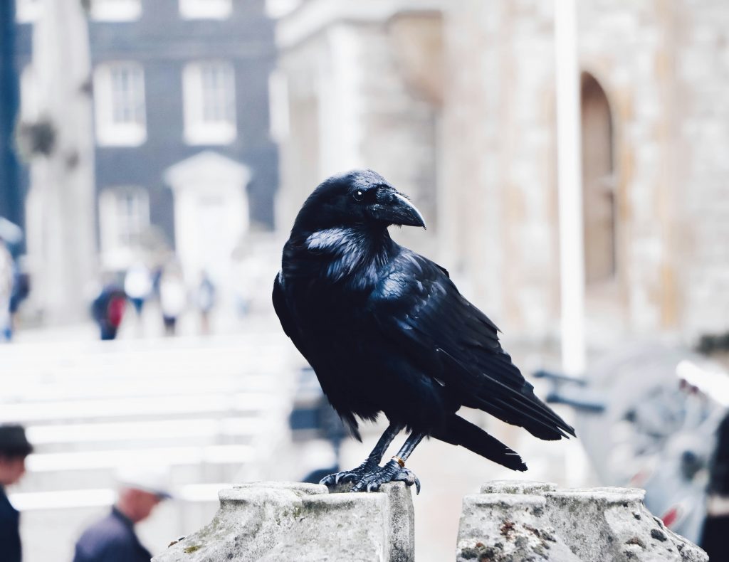 Black Crow perched near Tower of London