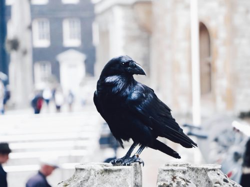 Black Crow perched near Tower of London