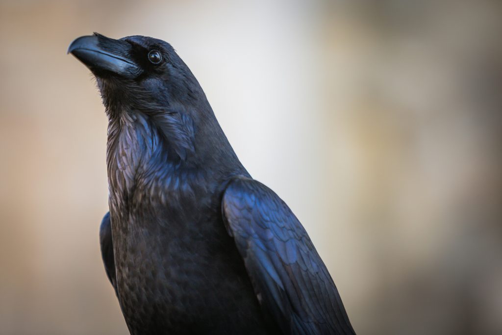 Focused close up shot of Raven bird at Tower of London