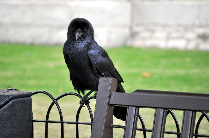 Raven perched near bench at Tower of London