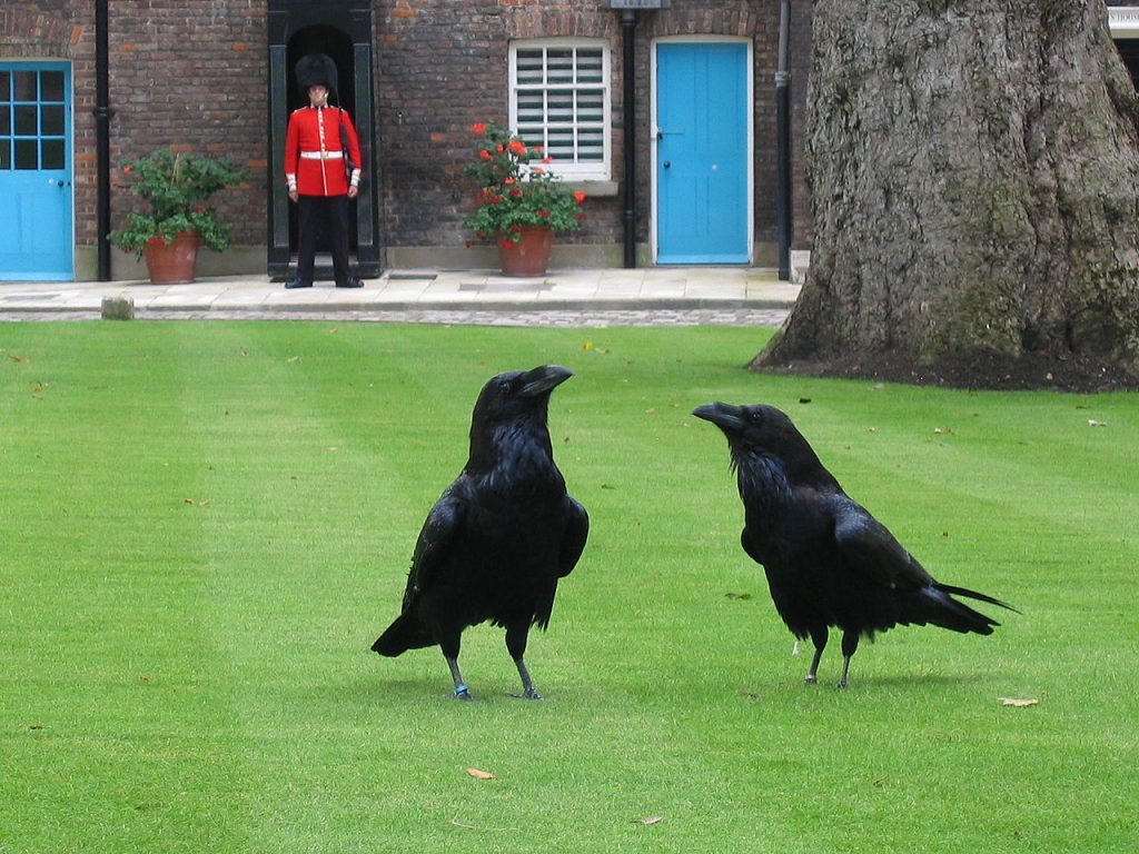 Tower of London ravens and beefeater