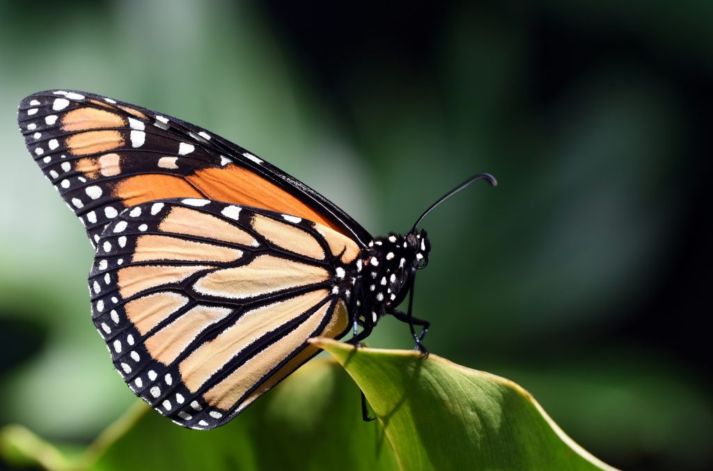 Monarch butterfly