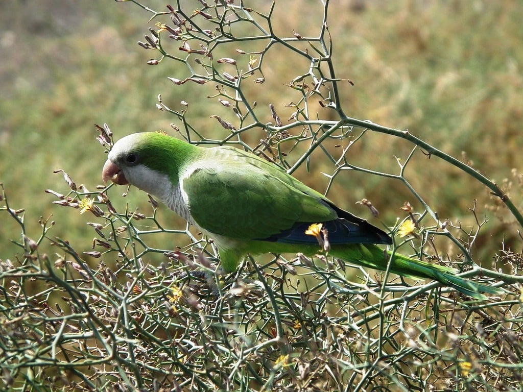 Monk parakeet perched on tree