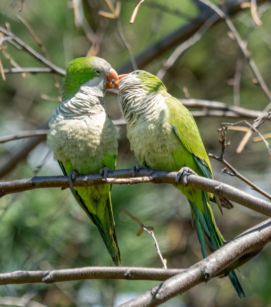 Pair of Monk parakeets in Green Wood Cemetery in Brooklyn NYC