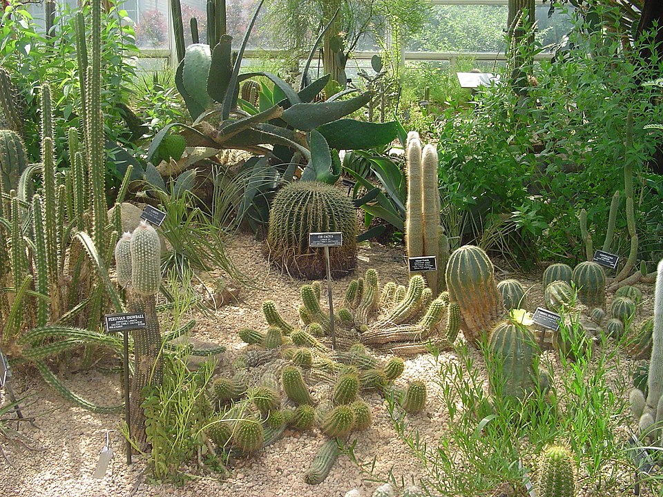 Steinhardt Conservatory desert collection