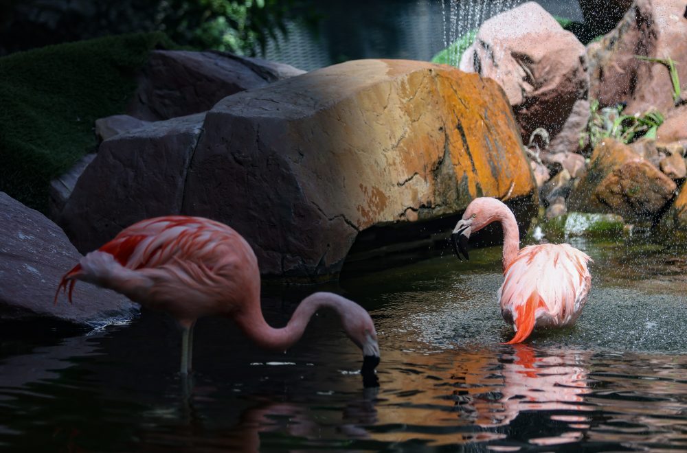Flamingos during Mid-Strip Tour in Las Vegas