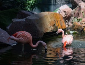 Flamingos during Mid-Strip Tour in Las Vegas