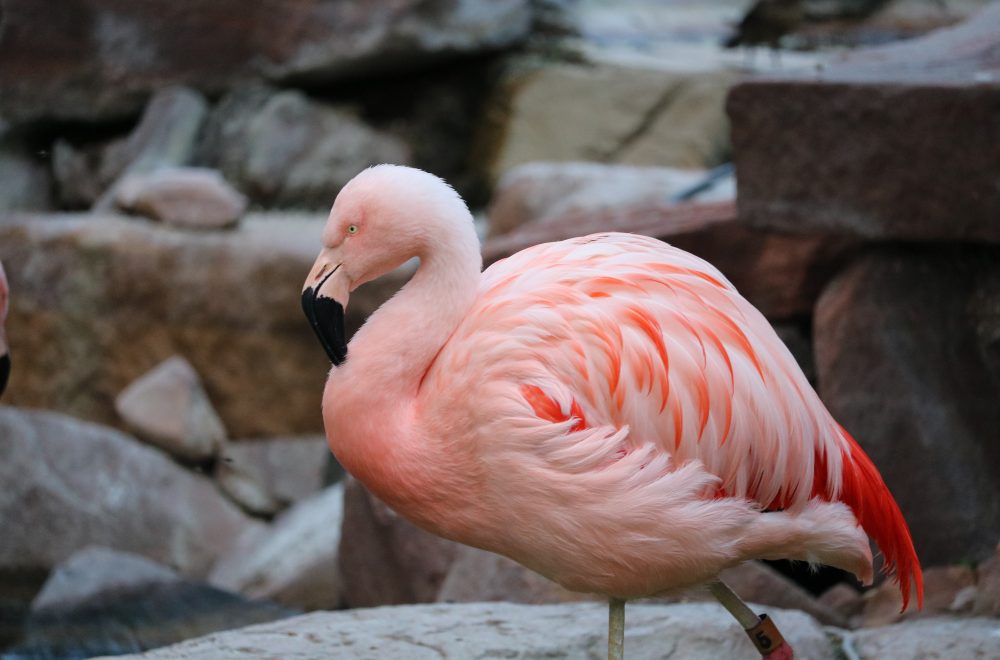 Pink Flamingos in Las Vegas habitat