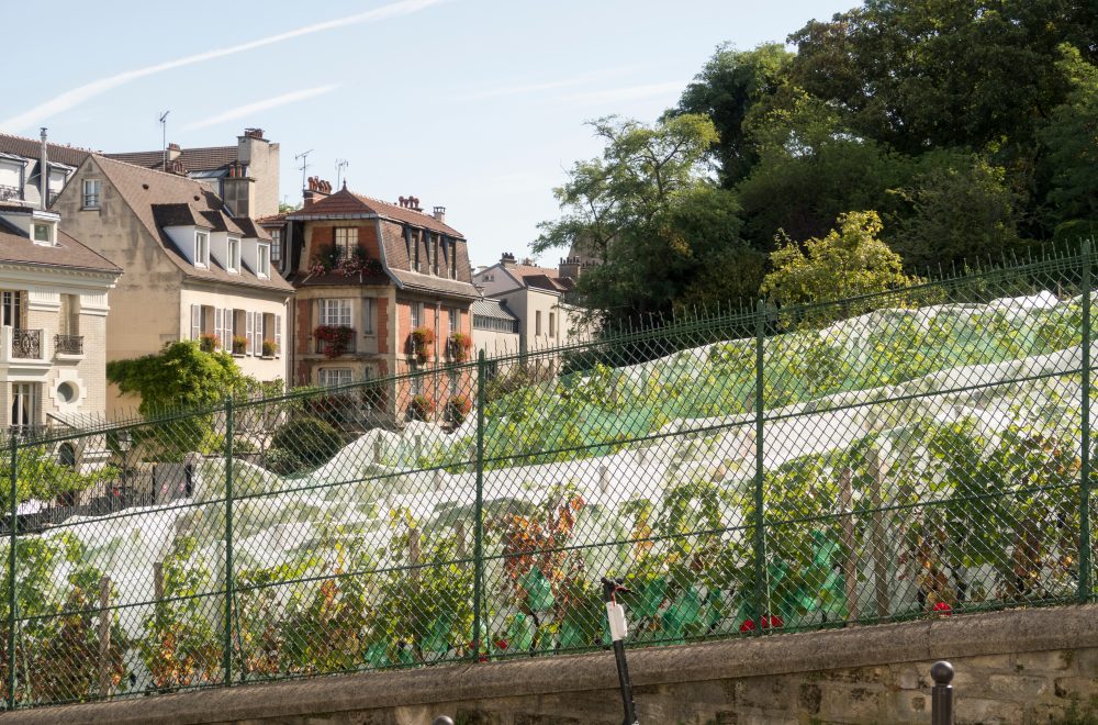 Le Clos Montmartre , the Vineyard of Montmartre created by the City of Paris in 1933 a Vineyard in the 18th arrondissement