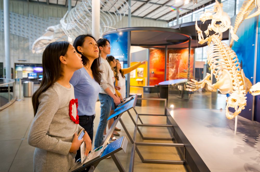 Museum guests looking at Giants of Land and Sea exhibit in the California Academy of Sciences