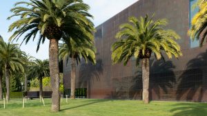 Palm trees outside the De Young Museum in Golden Gate Park