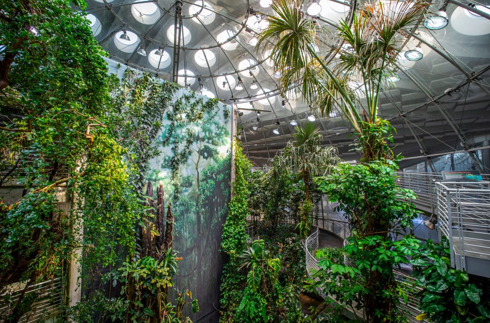 Rainforest at California of Arts and Science