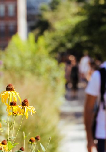 Private High Line and Chelsea Walking Tour